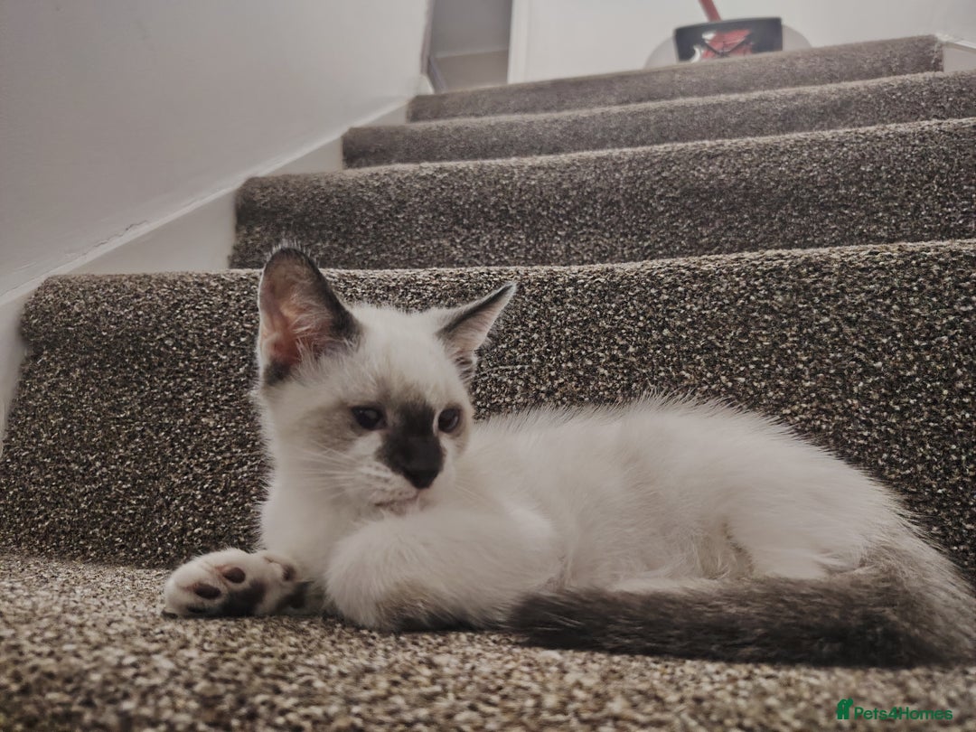 Mixed Breed cats for sale: FREE Blue eyes creamys kittens  - Image 5