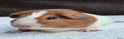 Guinea Pig rodents for sale: Baby Male Guineapigs - Advert 8