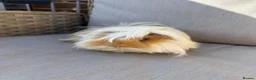 Guinea Pig rodents for sale: Very handsome male guinea pig.  - Advert 3