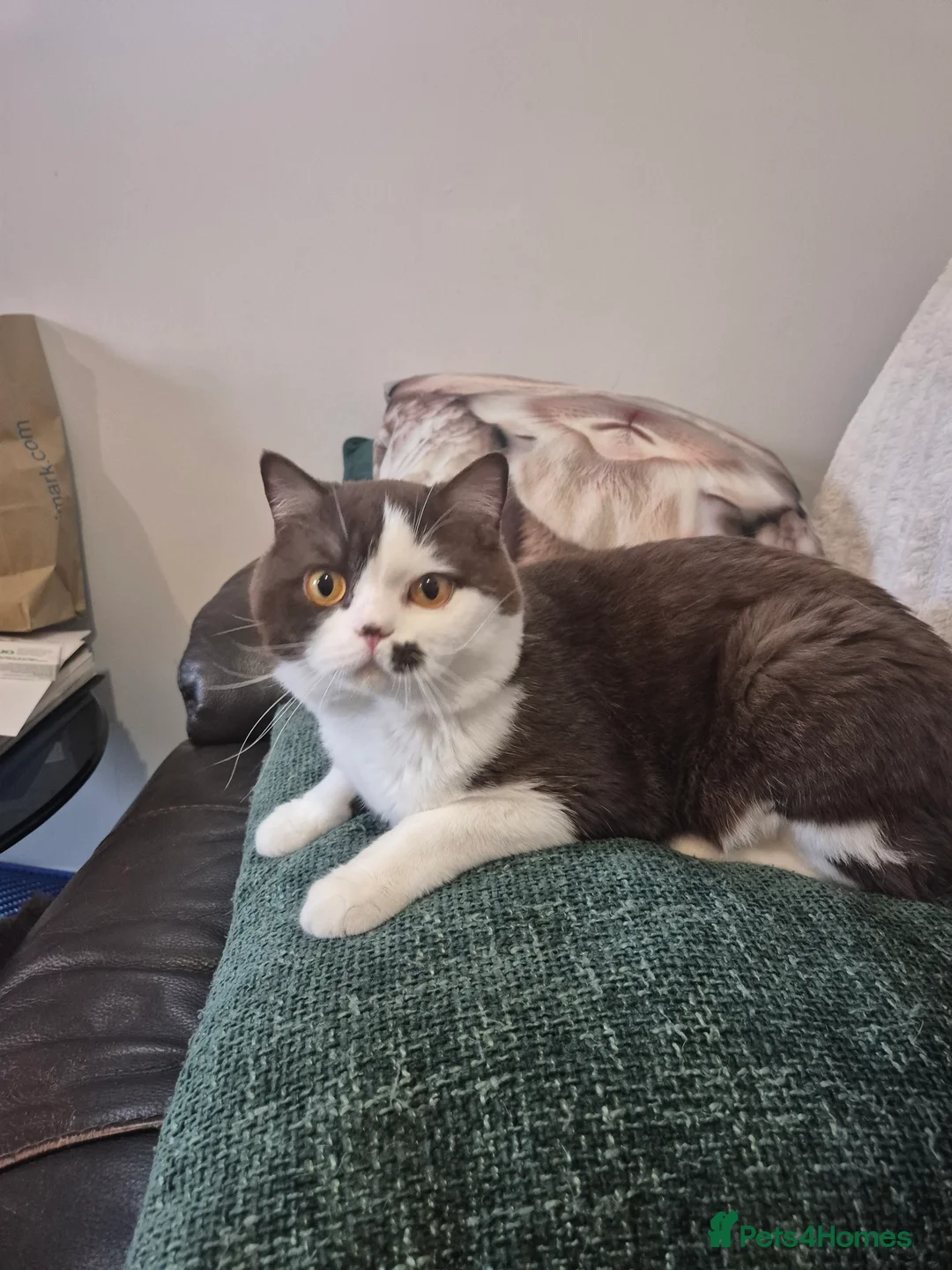 British Shorthair cats for sale: Beautiful unusual Pure British shorthair kittens - Advert 2