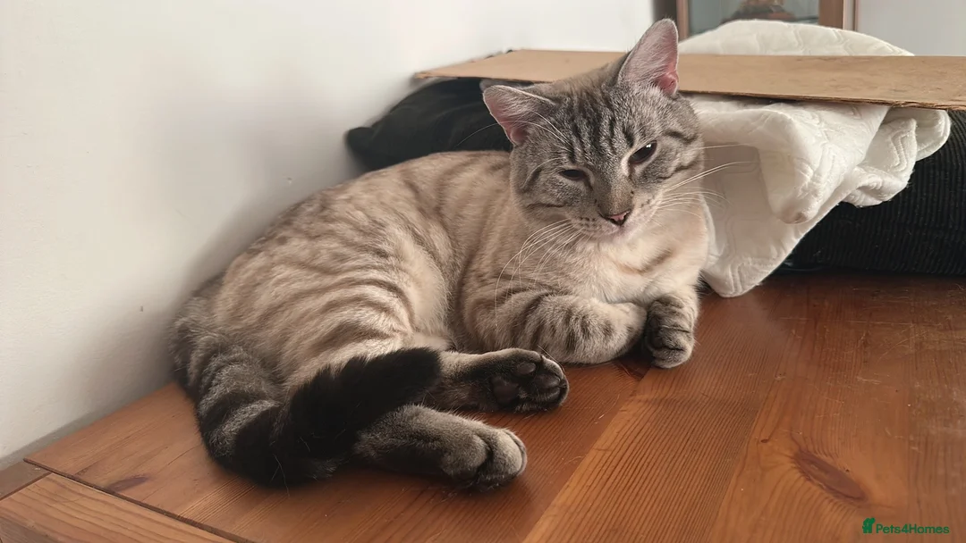 Mixed Breed cats for sale: Ragdoll cross mother seal lynx point dad  - Advert 2