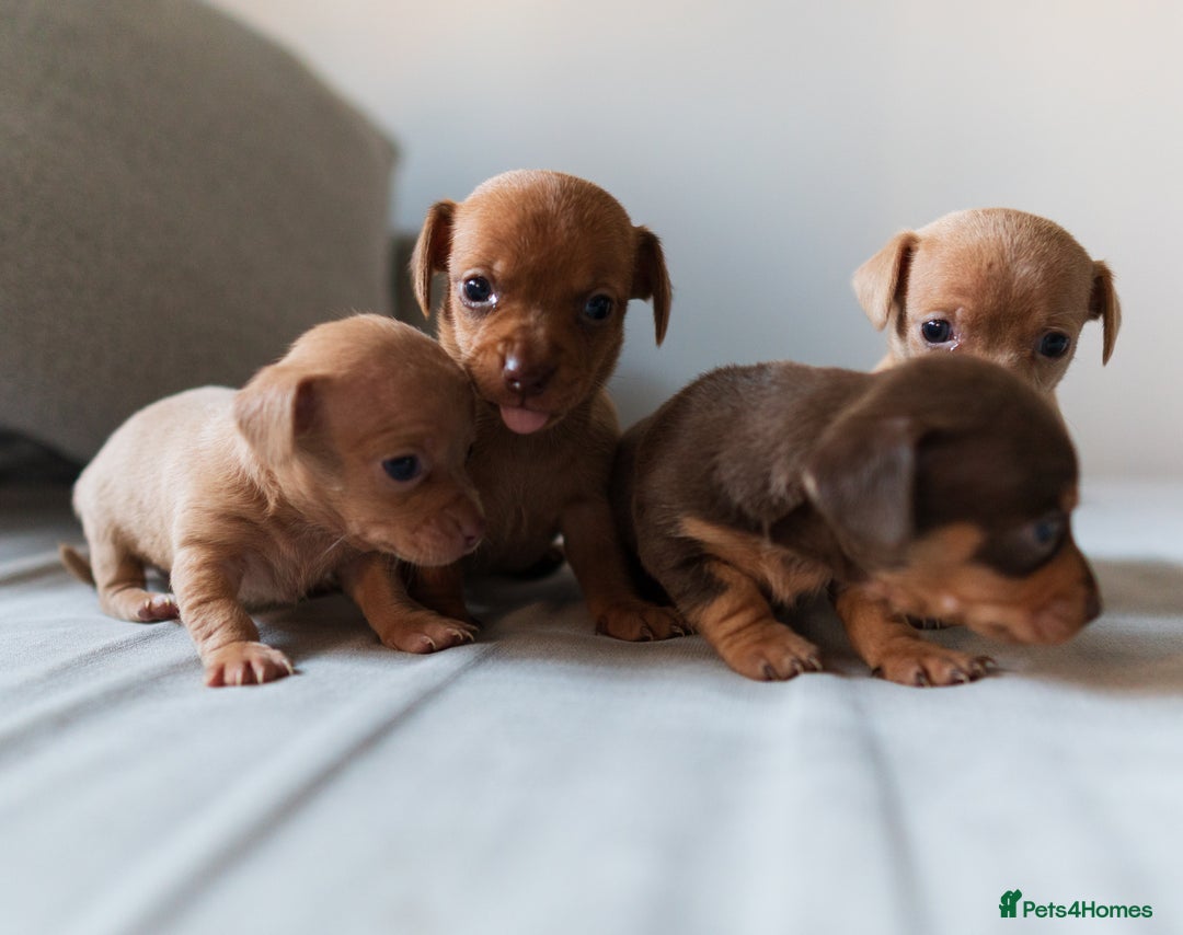 Chiweenie dogs for sale: Stunning Micro Chiweenie Litter - Smallest in UK - Advert 7