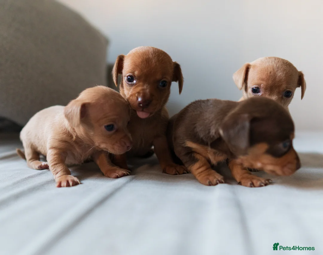 Chiweenie dogs for sale: Stunning Micro Chiweenie Last One - Smallest in UK - Advert 10