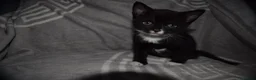 Mixed Breed cats for sale: Little girl - Advert 4
