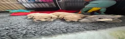 Maltipoo dogs for sale: Stunning F1 Maltipoo pups (newly advertised) - Advert 10