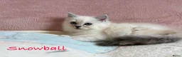 Persian cats for sale: Absolutely beautiful Persian/ragdoll Kittens - Advert 8