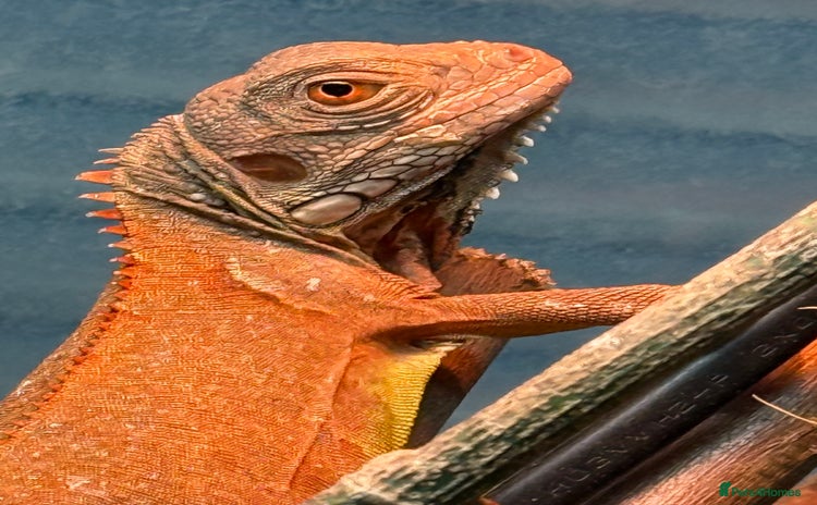 Iguana reptiles - Advert 2