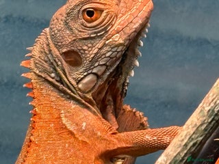 Iguana reptiles - Advert 3