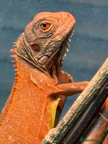 Iguana reptiles - Advert 3