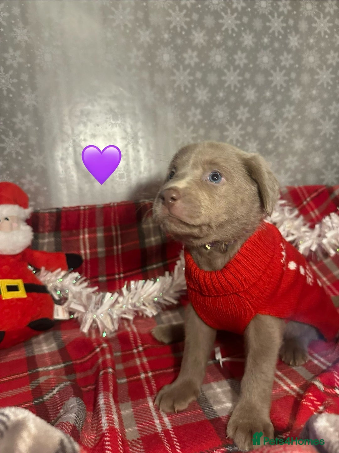 Labrador Retriever dogs for sale: !REDUCED! silver labrador's KC - Advert 20