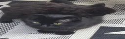 Mixed Breed cats for sale: 3 beautiful black  country kittens.  - Advert 4