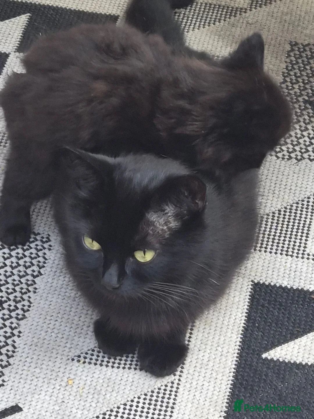 Mixed Breed cats for sale: 3 beautiful black  country kittens.  - Advert 4