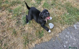 Staffordshire Bull Terrier dogs for sale: Staffordshire bull terrier puppies. - Image 20