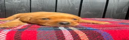 Labrador Retriever dogs for sale: 🧡 Fox Red KC working Labrador’s  in Thetford - Advert 28