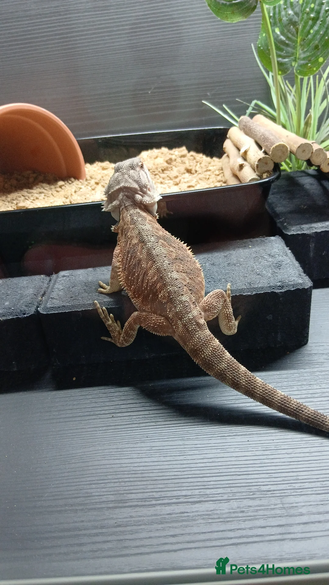 Bearded Dragon reptiles for sale: Male Bearded Dragon - Advert 2