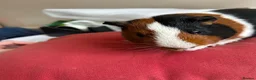 Guinea Pig rodents for sale: Male tort and white guinea pig in Walsall - Advert 3
