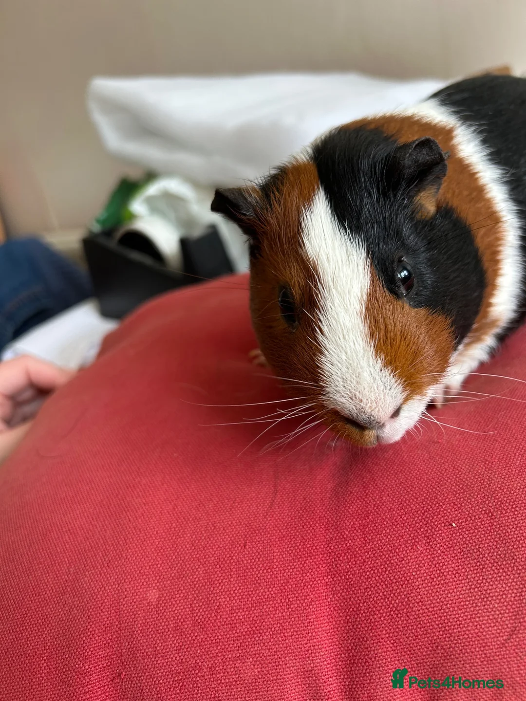 Guinea Pig rodents for sale: Male tort and white guinea pig in Walsall - Advert 3
