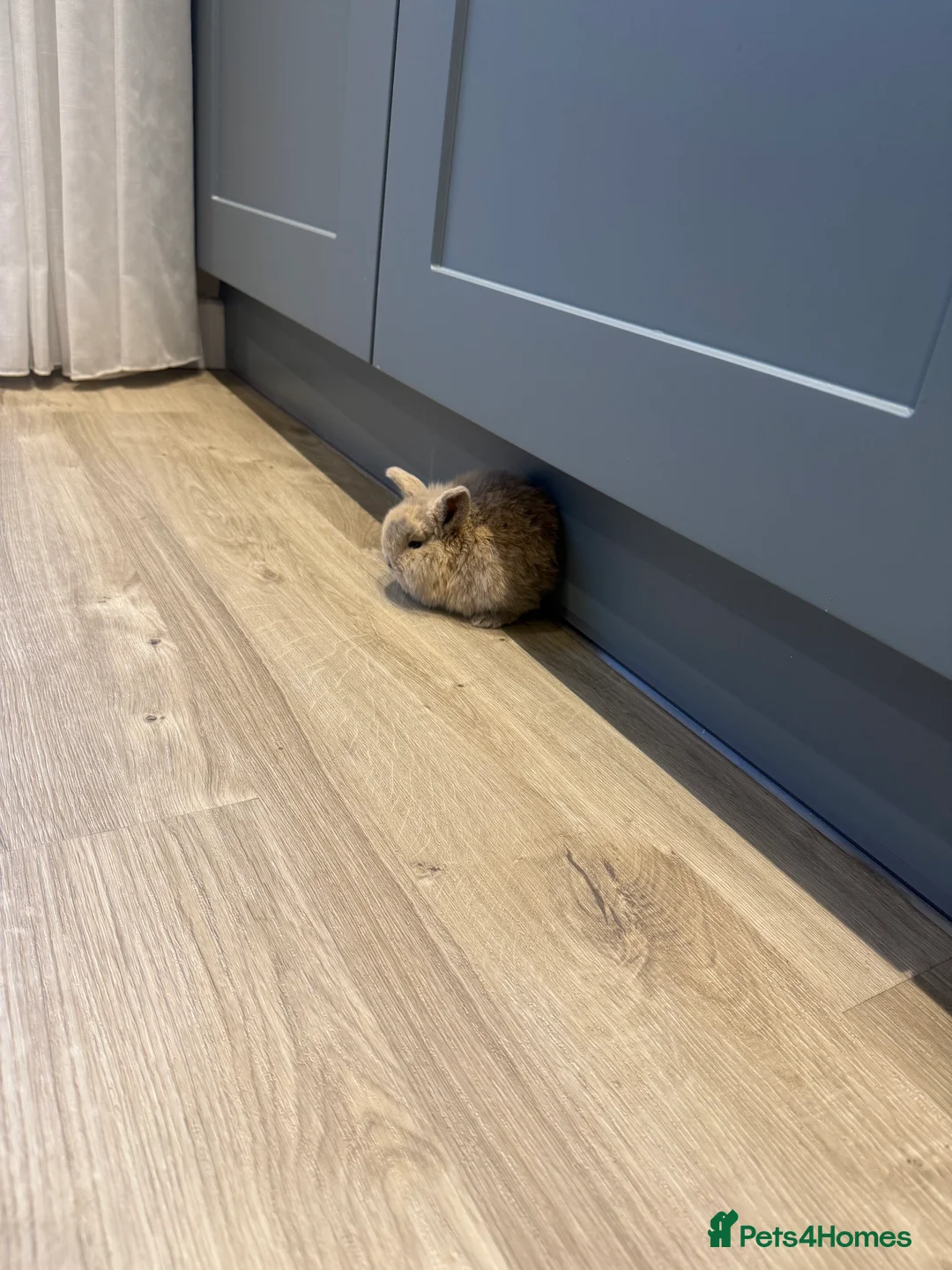 Dwarf Lop rabbits for sale: 6 beautiful bunnies for sale  - Advert 1