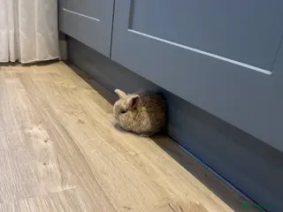 Dwarf Lop rabbits 6 beautiful bunnies for sale - Advert 1