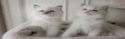 Ragdoll cats for sale: the Best Ragdoll kittens - Advert 10