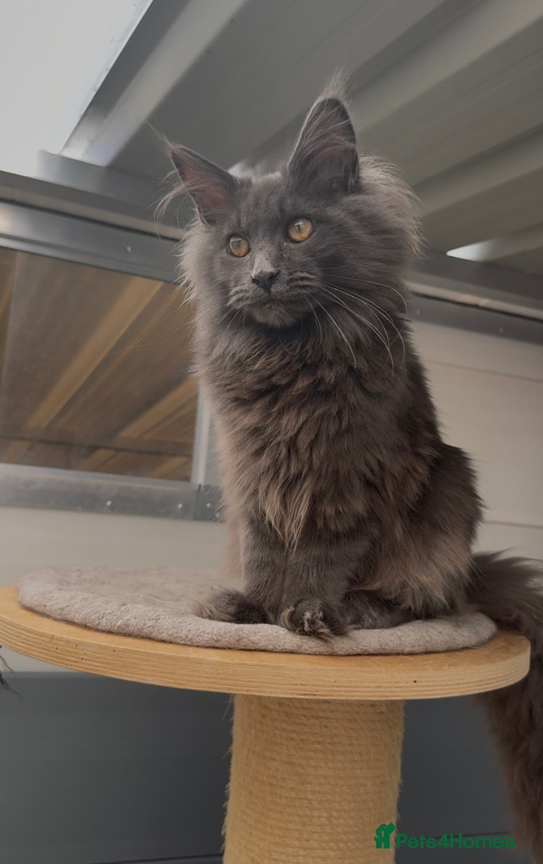 Maine Coon cats for sale: XL maine coon kittens Russia bloodlines Ready Now - Image 4