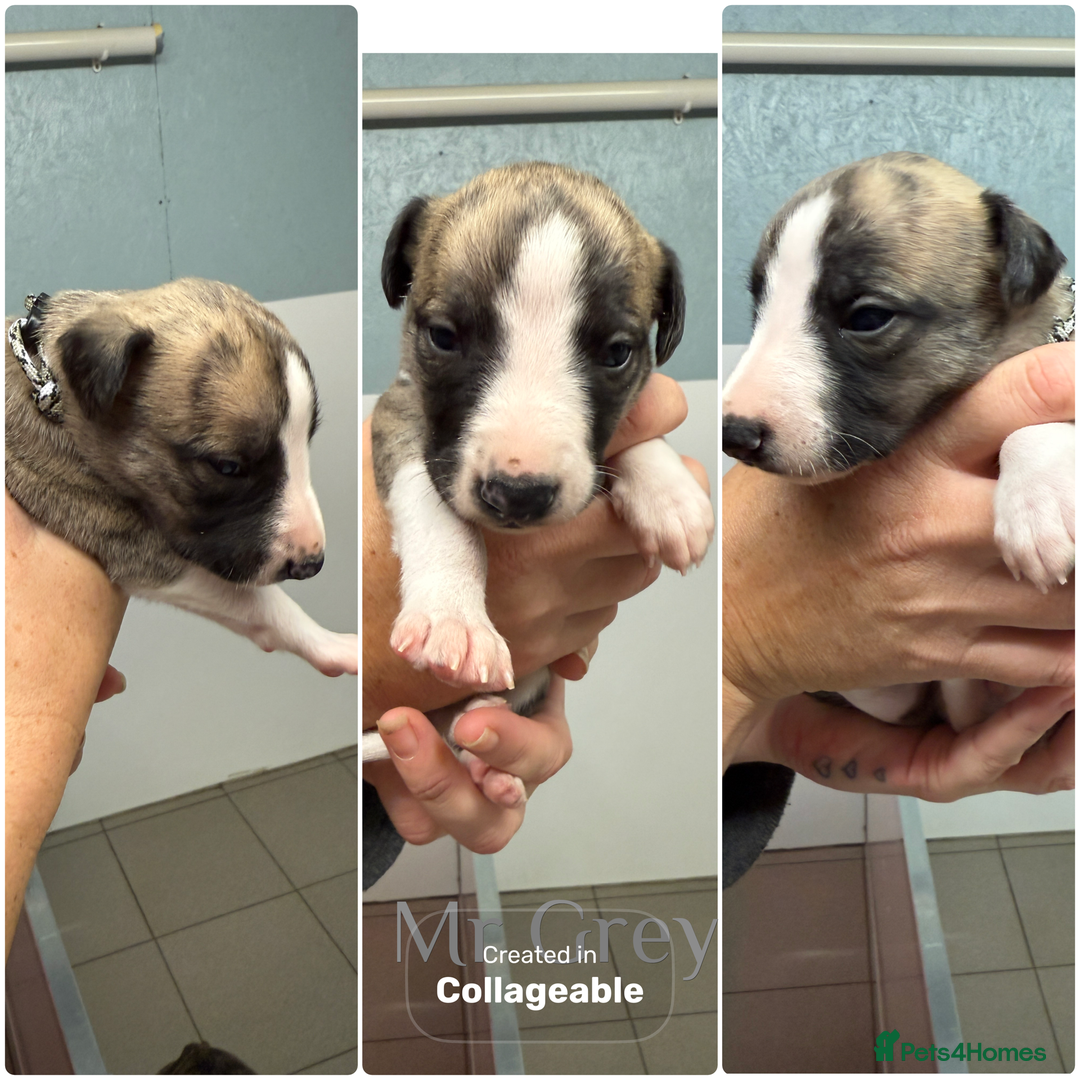 Whippet dogs for sale: Whippet boy - Advert 4