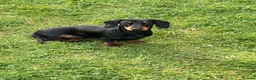 Miniature Dachshund dogs for stud: Miniature dachshund stud 18 champions in pedigree - Advert 20