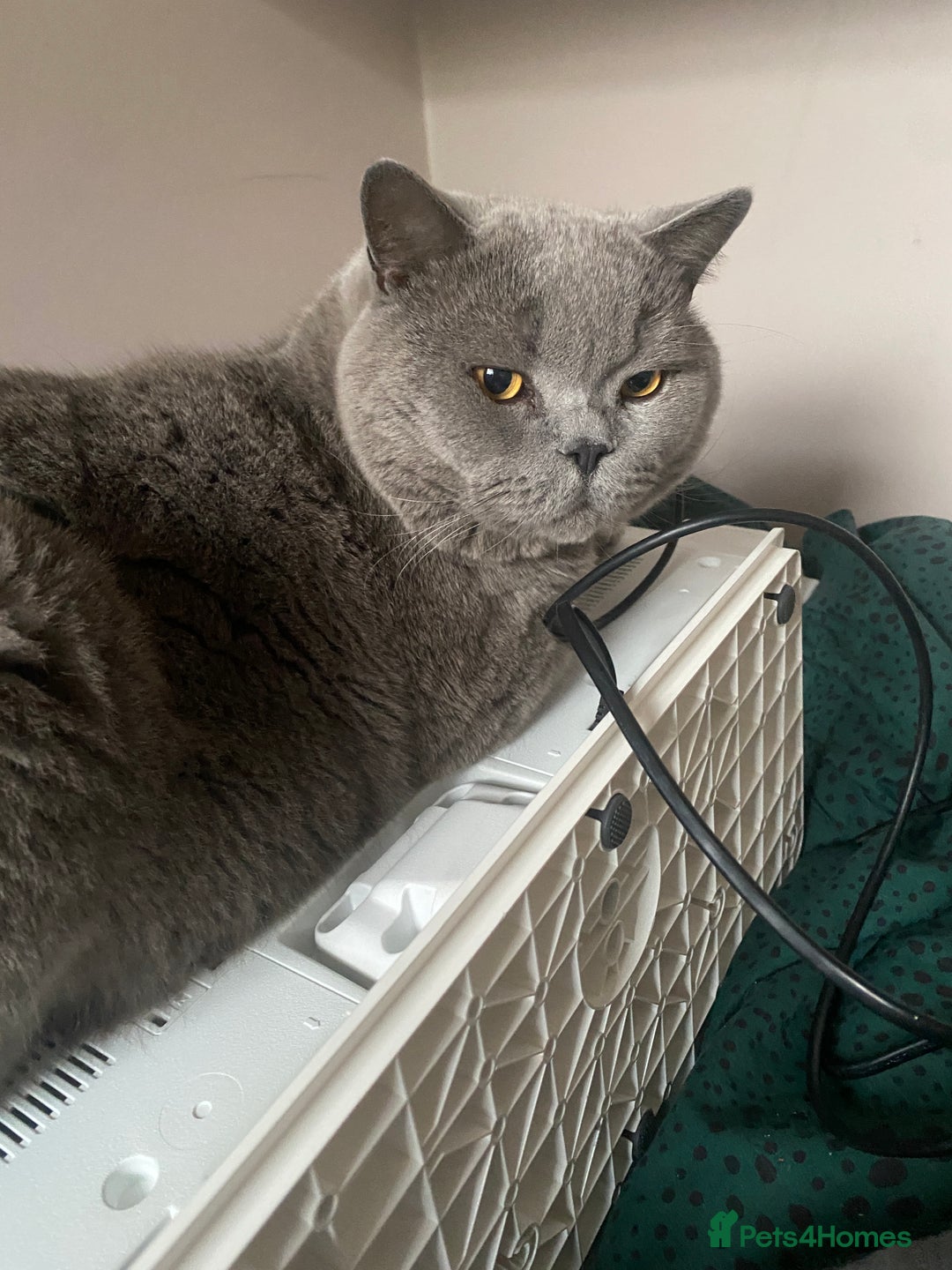 British Shorthair cats for sale: British blue BSH  - Image 5