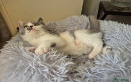 British Shorthair cats for sale: BSH from GCCF parents, champions in pedigree - Image 14
