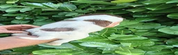 English Springer Spaniel dogs for sale: KC Registered English Springer Spaniels  - Advert 24
