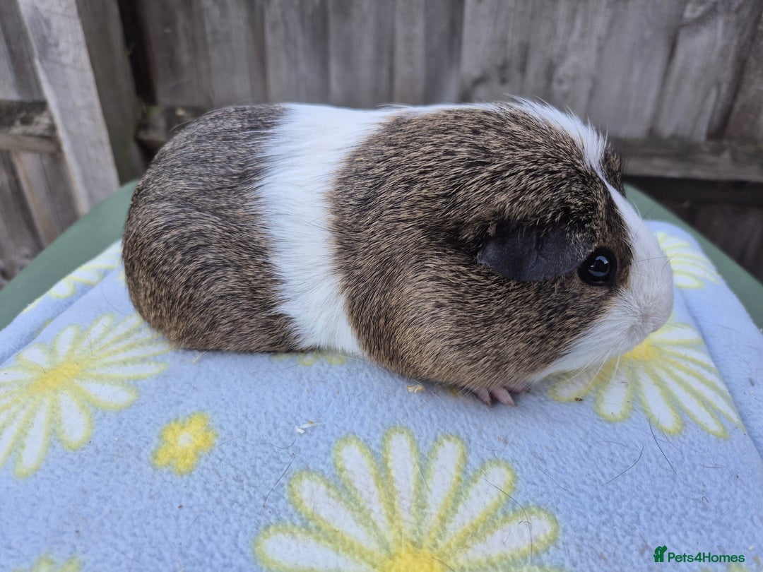 Guinea Pig rodents for sale: Guinea pigs  - Image 2
