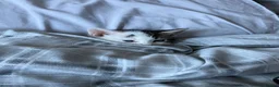 Mixed Breed cats for sale: Beautiful kittens for sale ready for collection - Advert 5