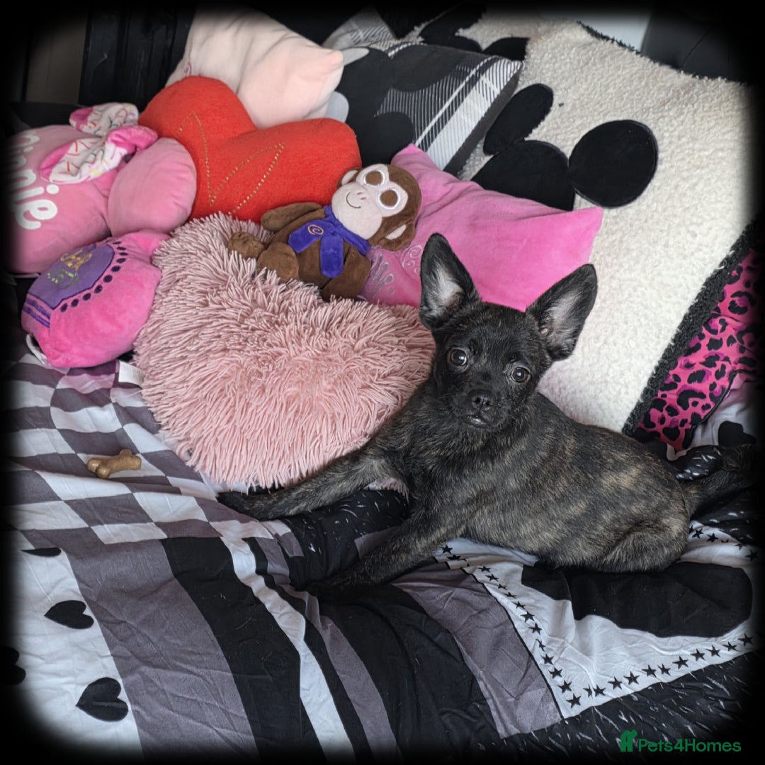 French Bulldog dogs for sale: ❤️⭐️  Adorable Frenchie poms ❤️⭐️ ONLY 3 LEFT ⭐️ - Advert 1