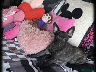 French Bulldog dogs ❤️⭐️ Adorable Frenchie poms ❤️⭐️ ONLY 3 LEFT ⭐️ - Advert 12