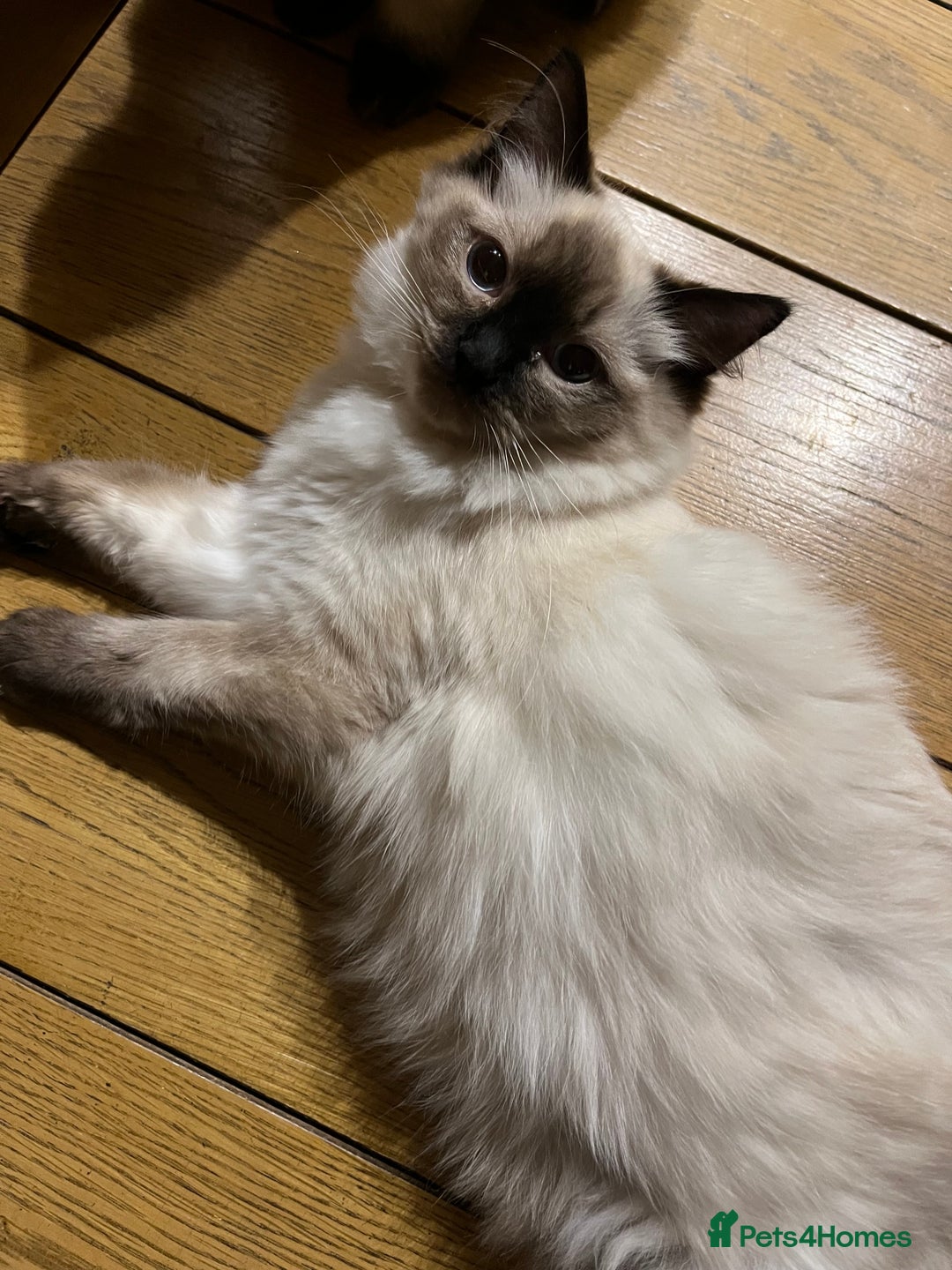 Ragdoll cats for sale: Luxury Pedigree - Seal Point Ragdoll GCCF Girl - Advert 5