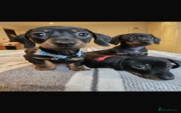 Dachshund dogs for sale: Gorgeous pure bred miniature dachshunds  - Image 2