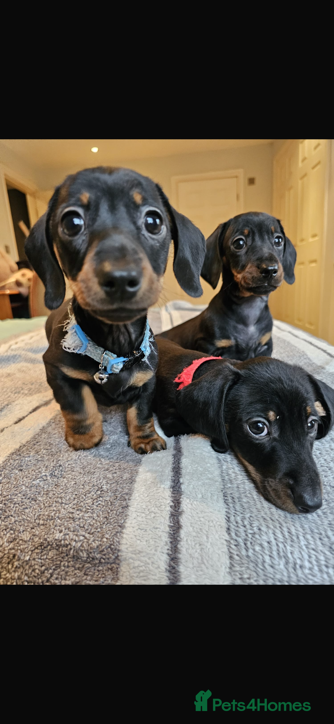 Dachshund dogs for sale: Gorgeous pure bred miniature dachshunds  - Image 2