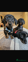 Dachshund dogs - Advert 4