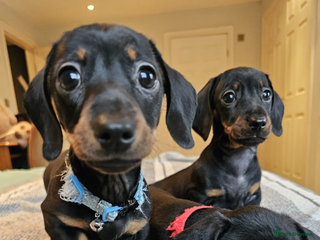 Dachshund dogs - Advert 28