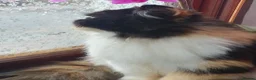 Persian cats for sale: Persian kittens  - Advert 4