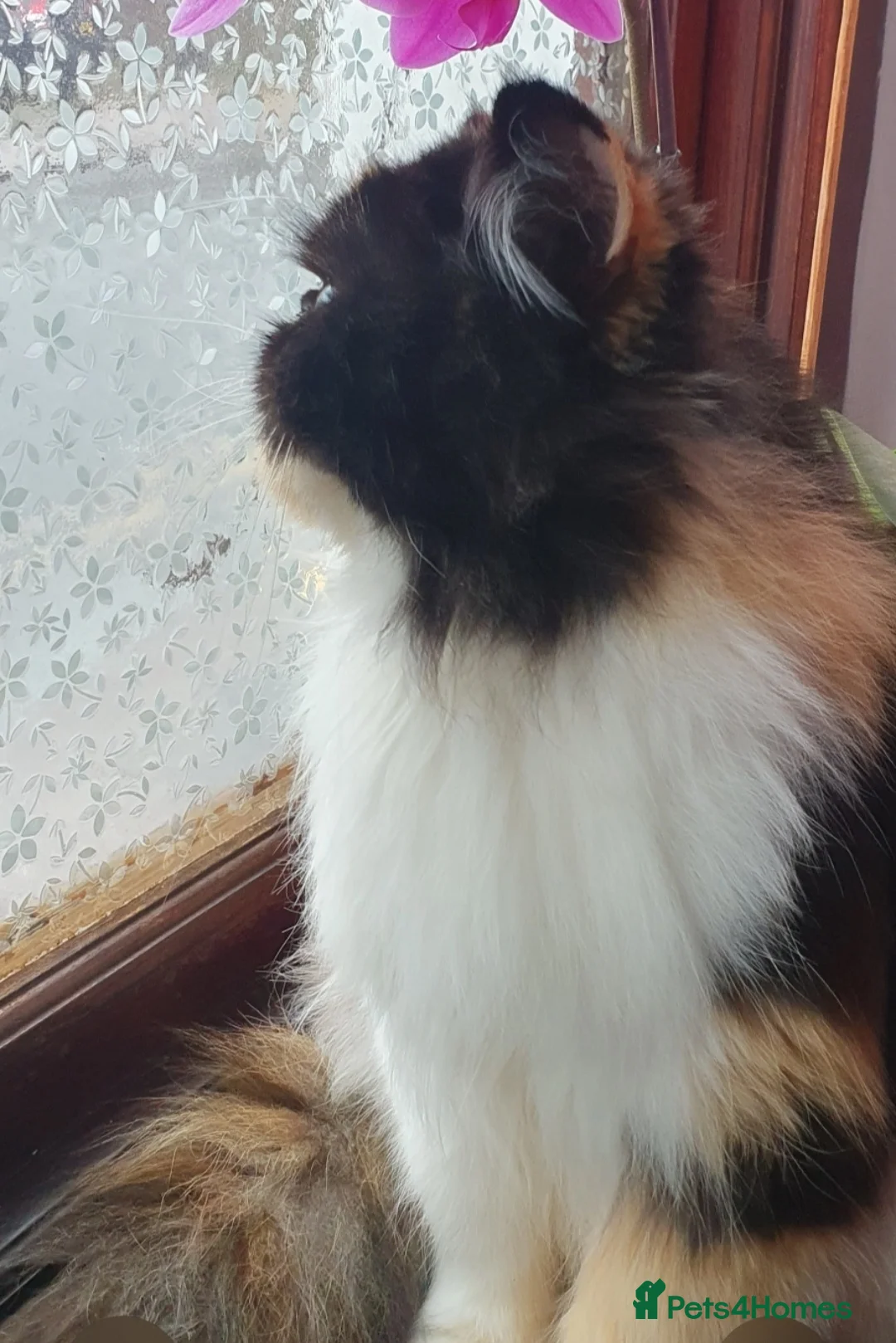 Persian cats for sale: Persian kittens  - Advert 4