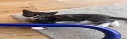 Maine Coon cats for sale: Maine coon cross kittens in Melksham - Advert 9