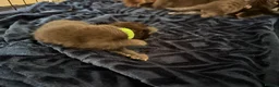 Mixed Breed cats for sale: 1/4 Maine coon cross mixed breed  - Advert 26