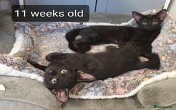 Mixed Breed cats for sale: 5 sweet and purr-fect chocolate brownie babies 🐾 - Image 3