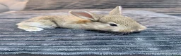 Mixed Breed rabbits for sale: Baby rabbits  - Advert 9