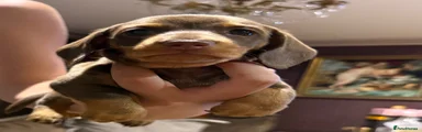 Ottilly
