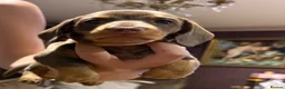 Miniature Dachshund dogs for sale: Superb Quality babies in Sleaford - Advert 16