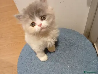Persian cats Elitsa - Advert 17