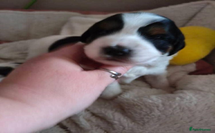 Mixed Breed dogs Male Cocker Bassett x Shichon tri colour puppy - Advert 2