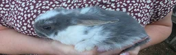 Mini Lop rabbits for sale: Mini lop babies  - Advert 3